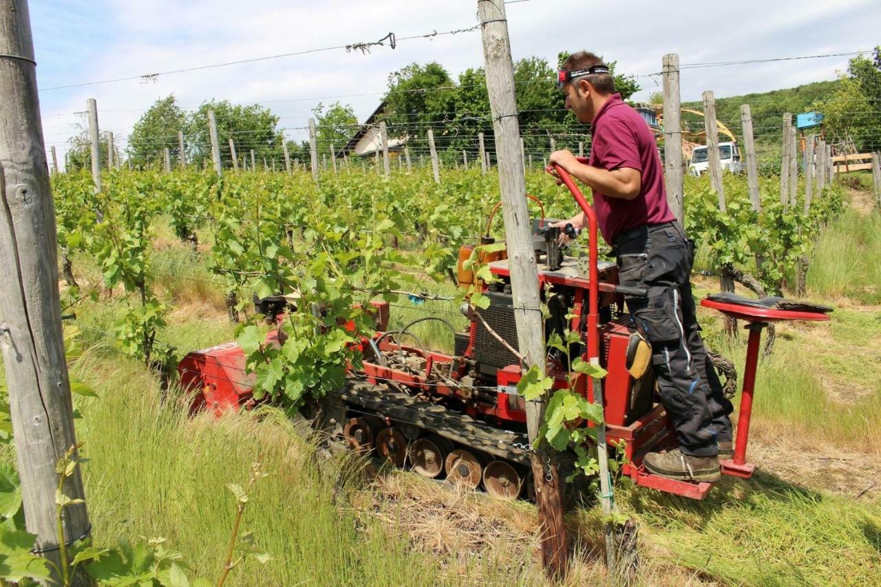 Foersters Weinterrassen Leilighet Bad Neuenahr-Ahrweiler Eksteriør bilde
